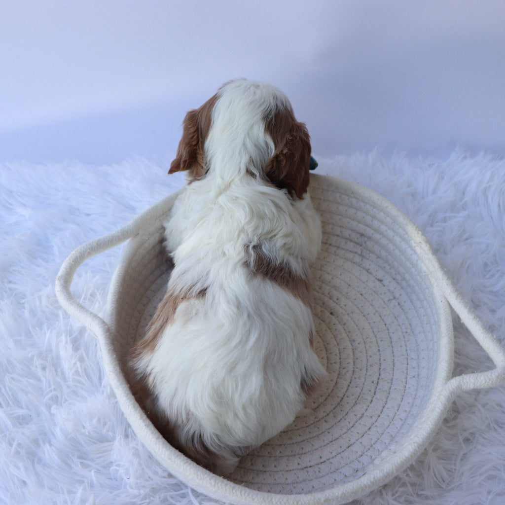Almond - Available 10/7