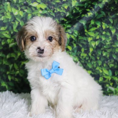 Alon - Available 12/10