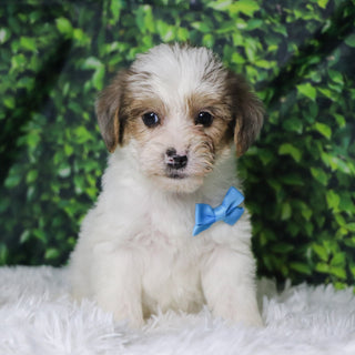 Alon - Available Now