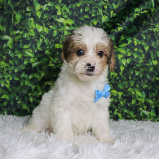 Alon - Available Now