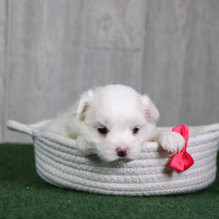 Amaya - Available 6/4