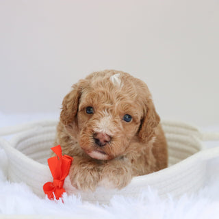 Amigo - Available 9/3