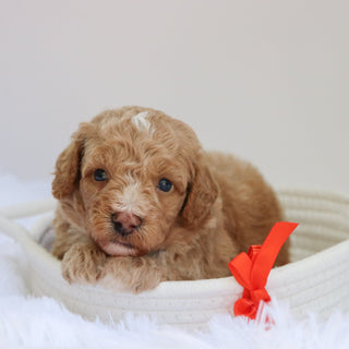 Amigo - Available 9/3