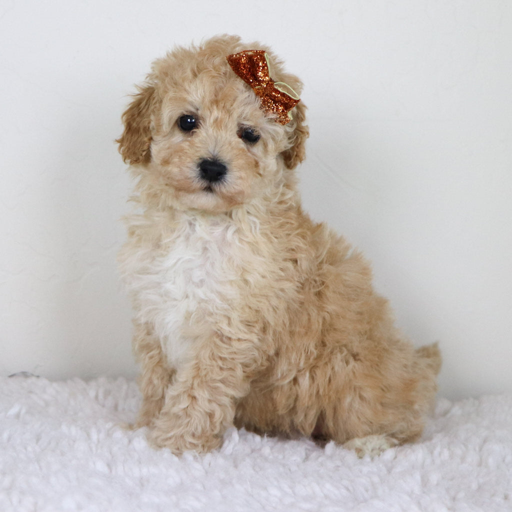 Anastasia - Available Now