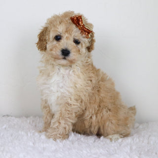 Anastasia - Available Now