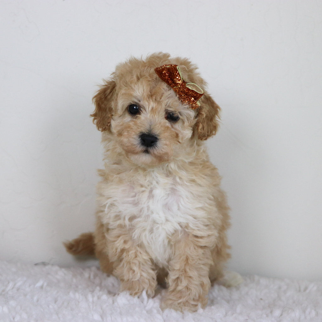 Anastasia - Available Now