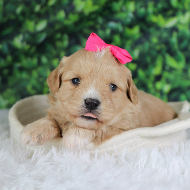 Angelina - Available 1/8