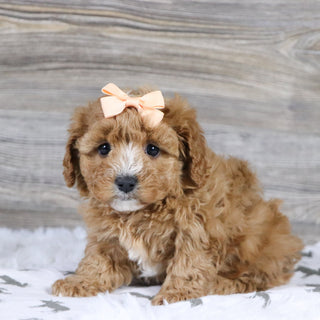 Annie - Available 12/31