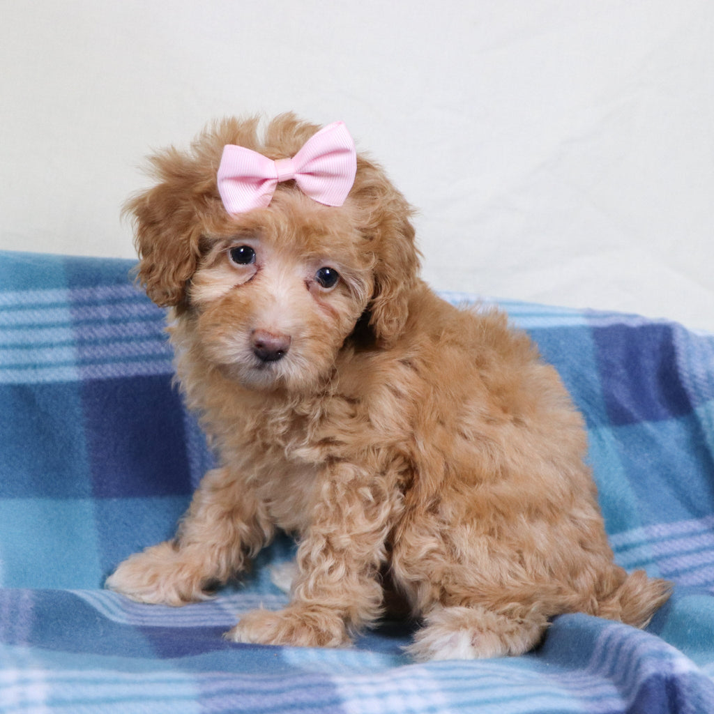 Aran - Available Now