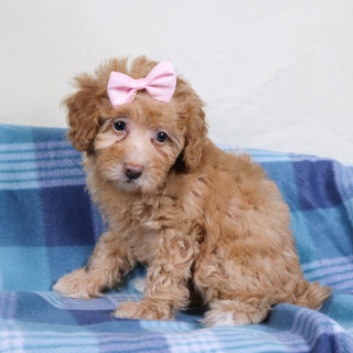 Aran - Available Now