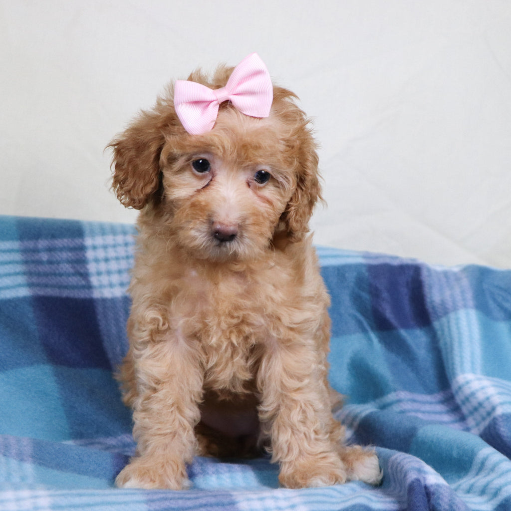 Aran - Available 1/15