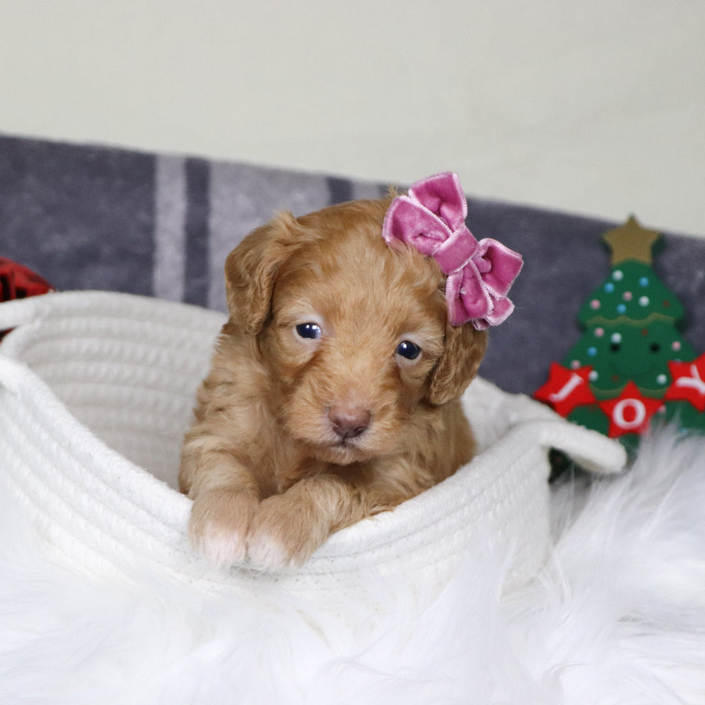 Aran - Available Now