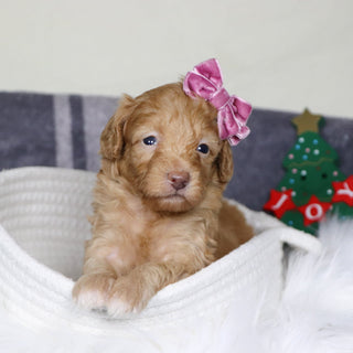 Aran - Available Now