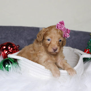 Aran - Available Now