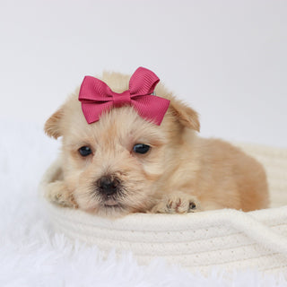 Ariana - Available 9/3