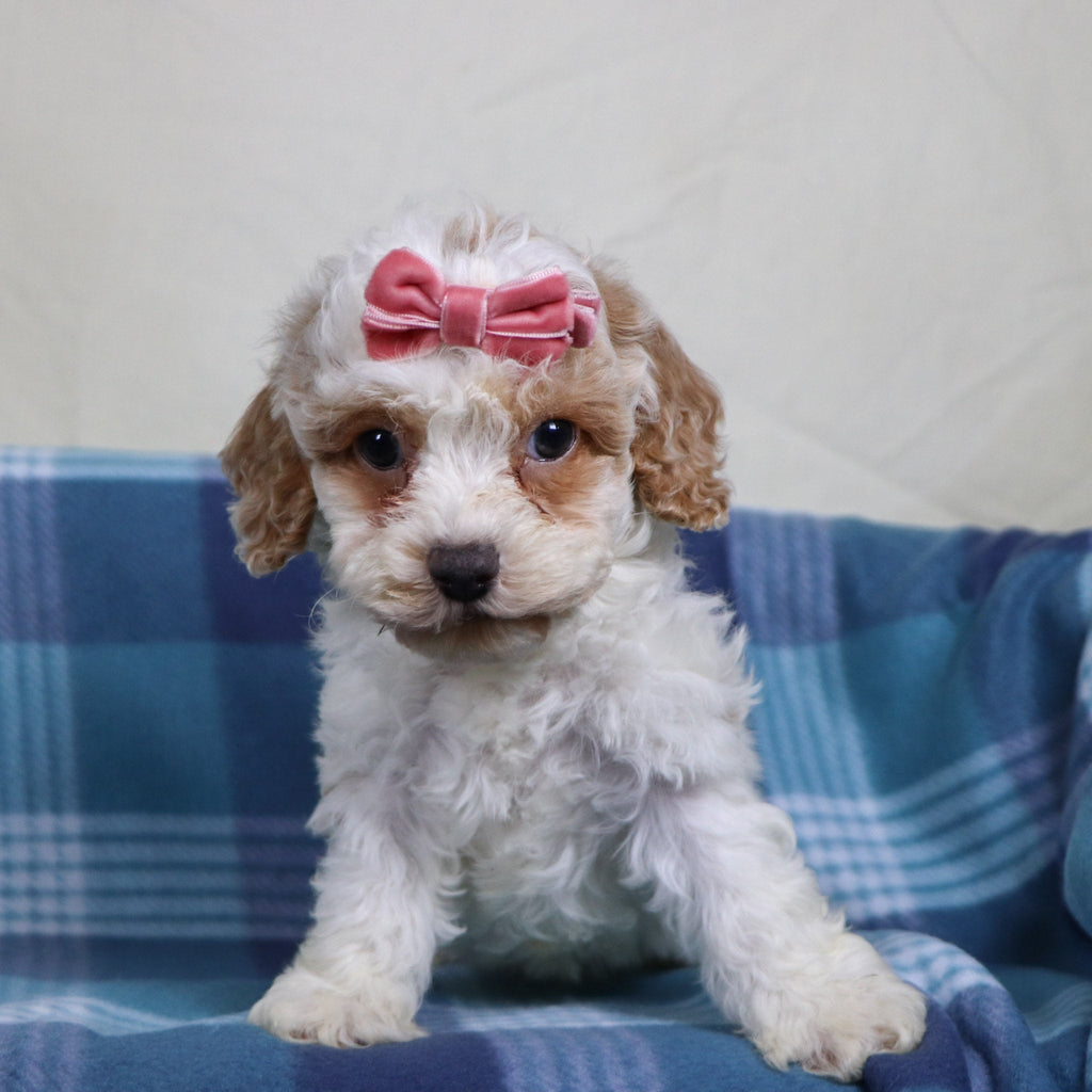 Arianna - Available 1/15