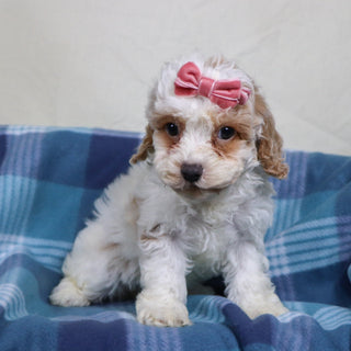 Arianna - Available Now