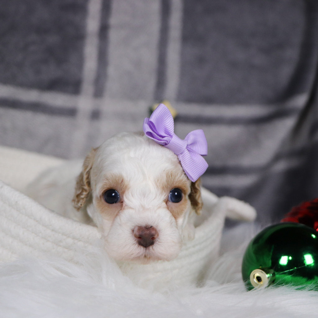 Arianna - Available Now