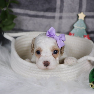 Arianna - Available 1/15