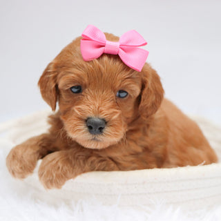 Arie - Available 11/19