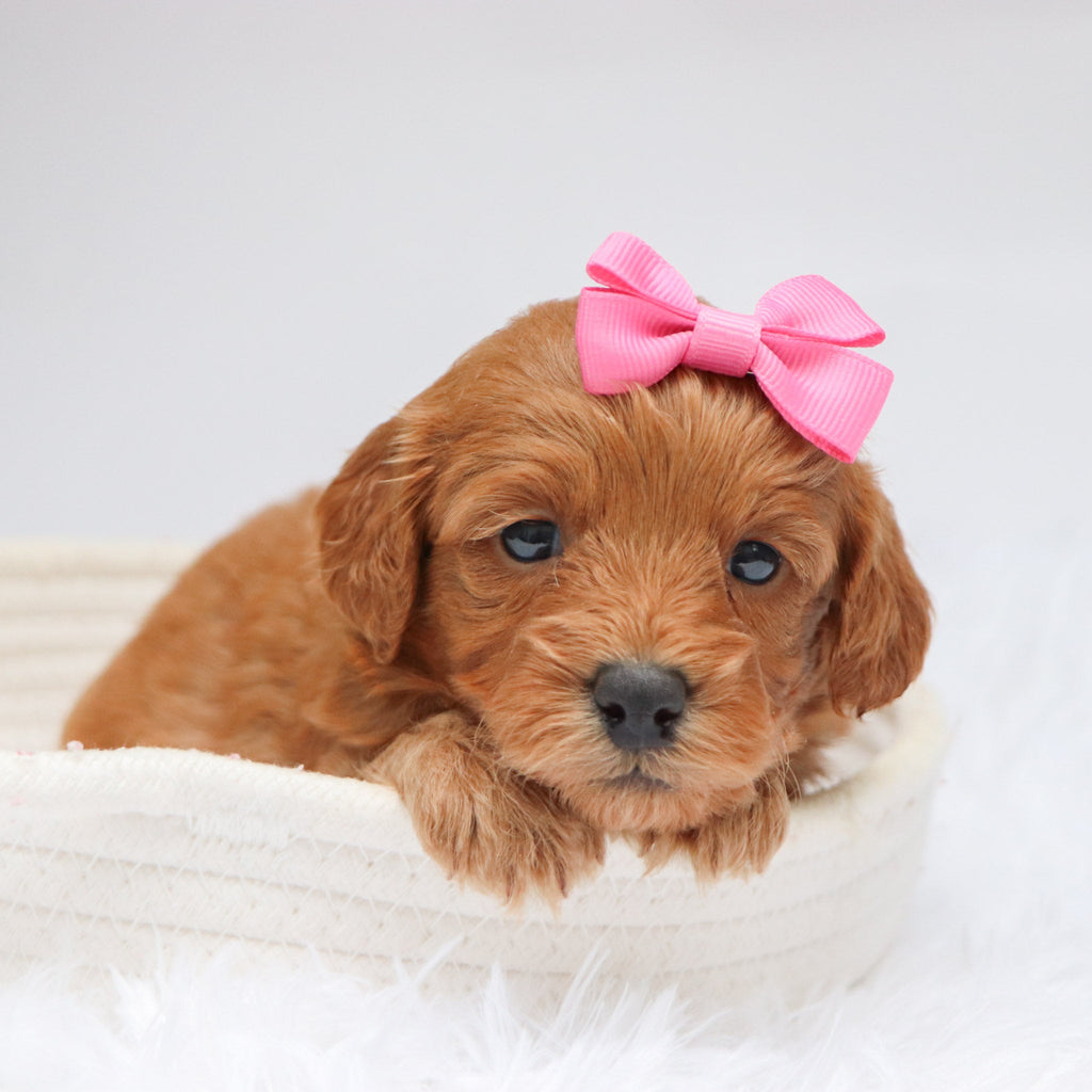 Arie - Available Now