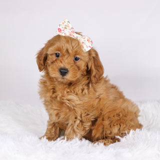 Arie - Available 11/19