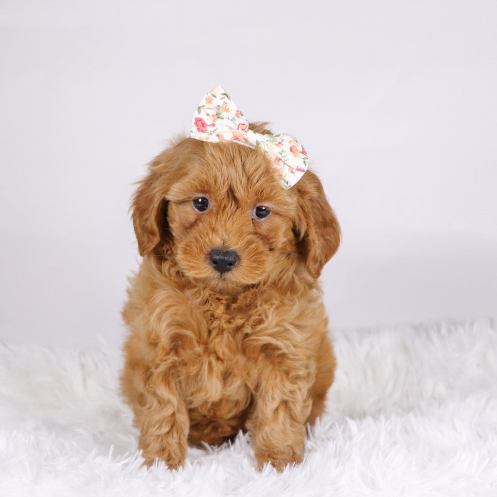 Arie - Available Now