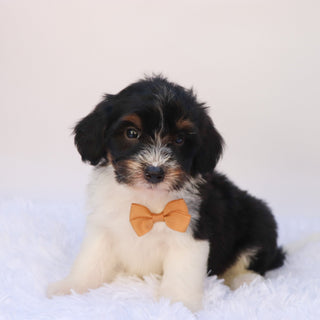 Arkin - Available 9/24