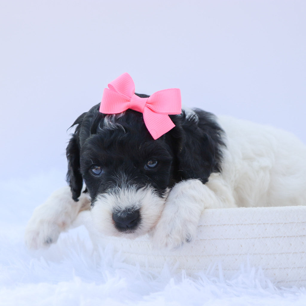 Arwen - Available Now