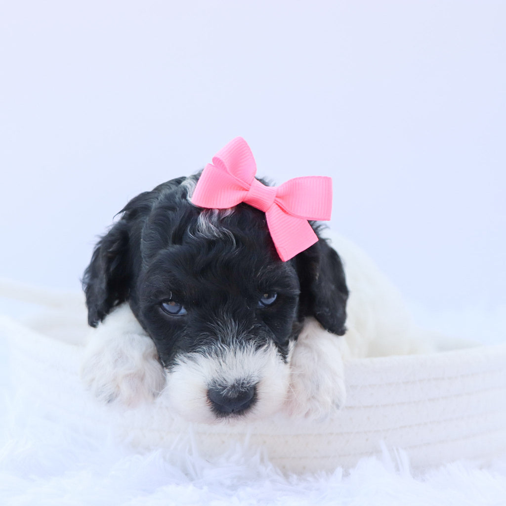 Arwen - Available Now