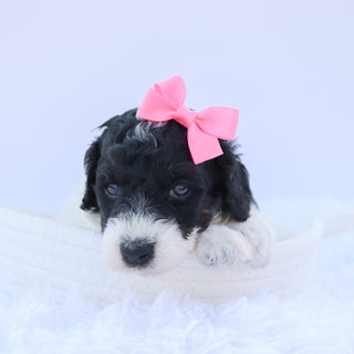 Arwen - Available Now