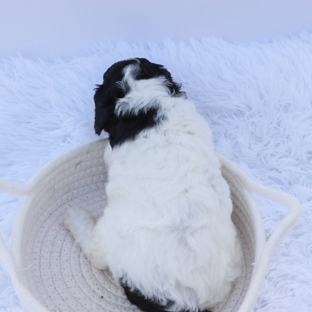 Arwen - Available Now