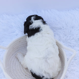 Arwen - Available Now