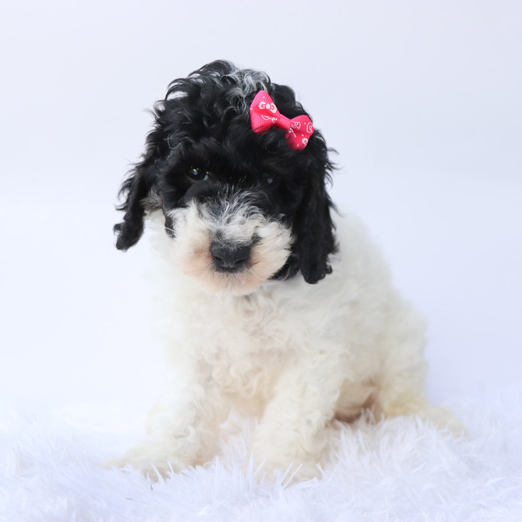 Arwen - Available 9/24