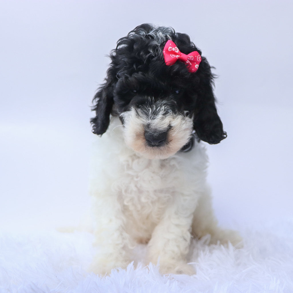 Arwen - Available 9/24
