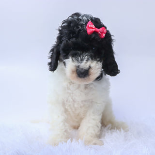 Arwen - Available 9/24