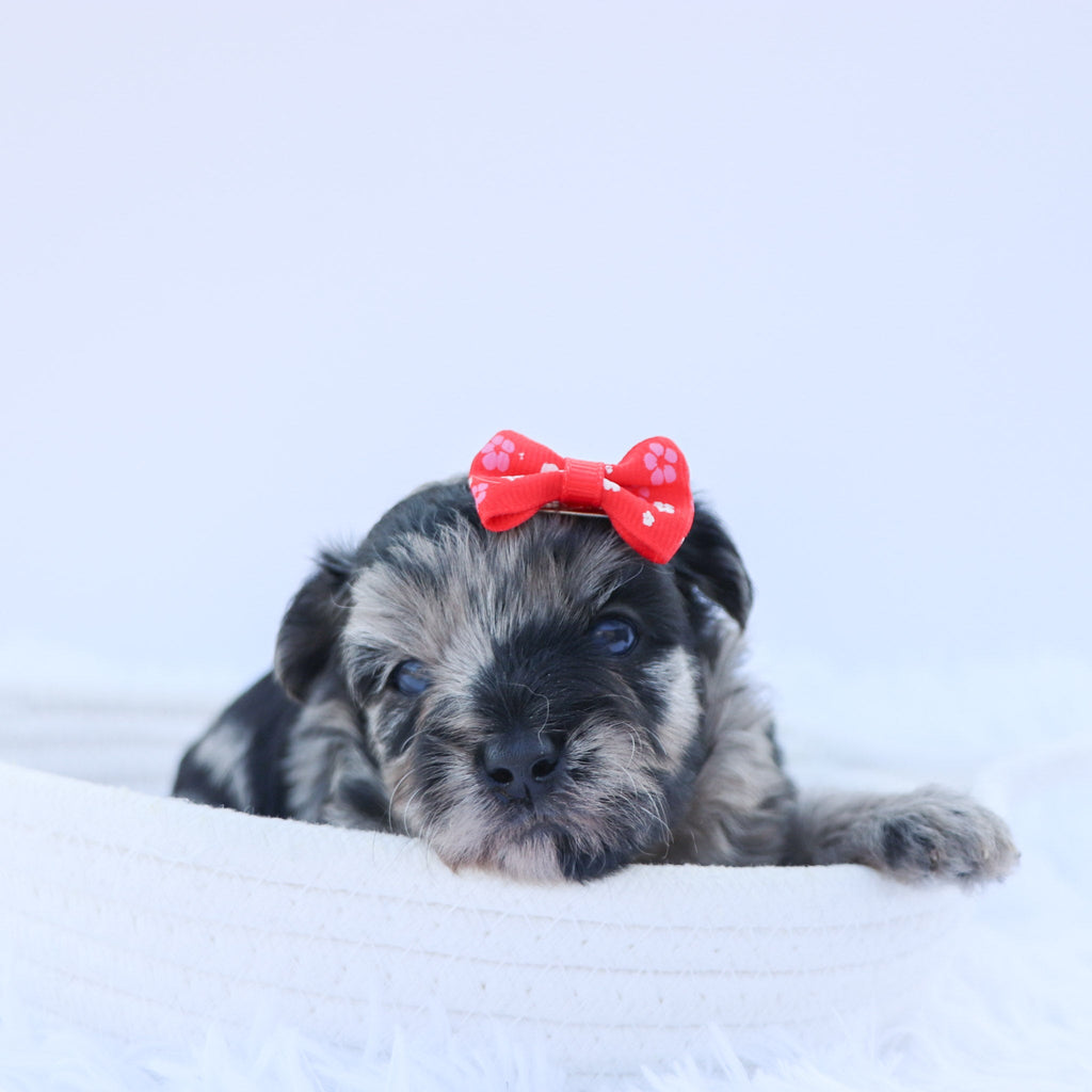 Arya - Available 9/17