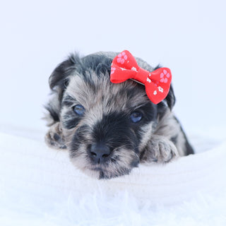 Arya - Available 9/17