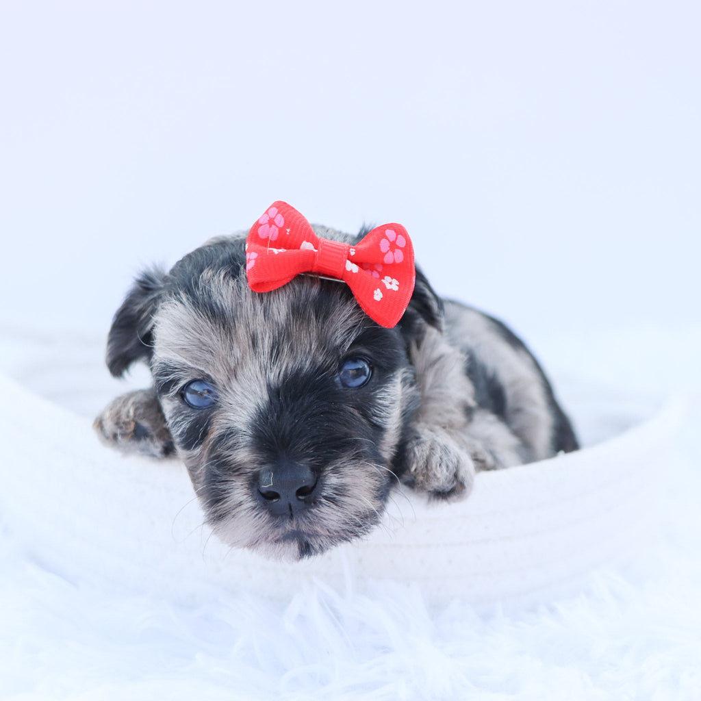 Arya - Available 9/17