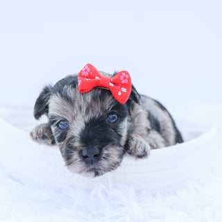 Arya - Available 9/17