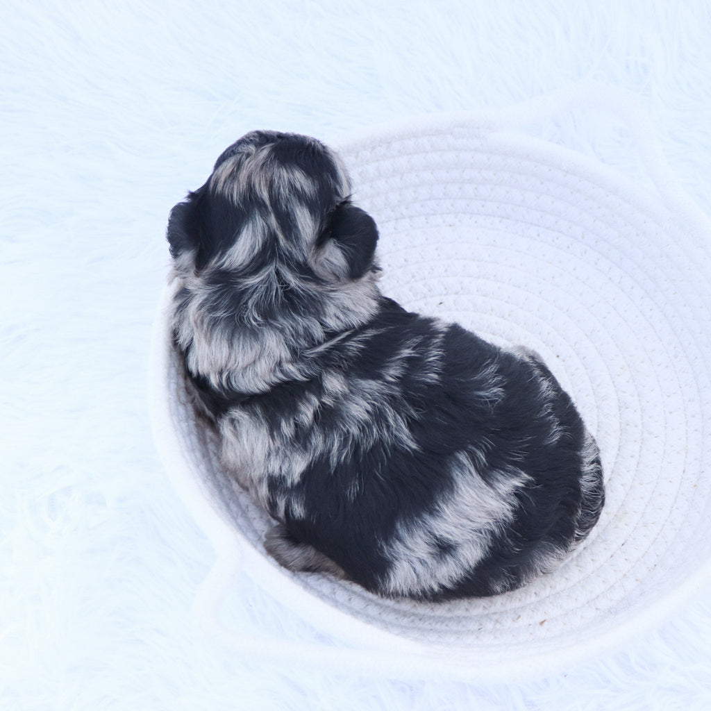 Arya - Available 9/17