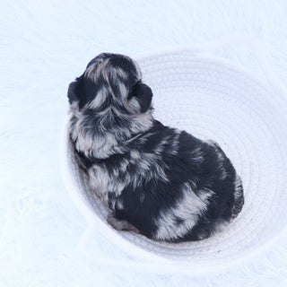 Arya - Available 9/17