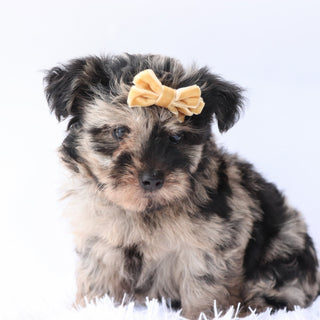Arya - Available 9/17