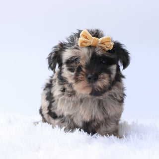 Arya - Available 9/17