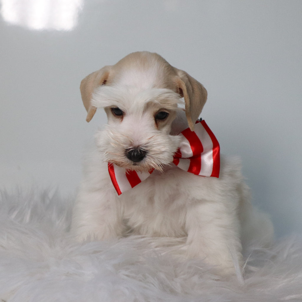 Asher - Available 4/30