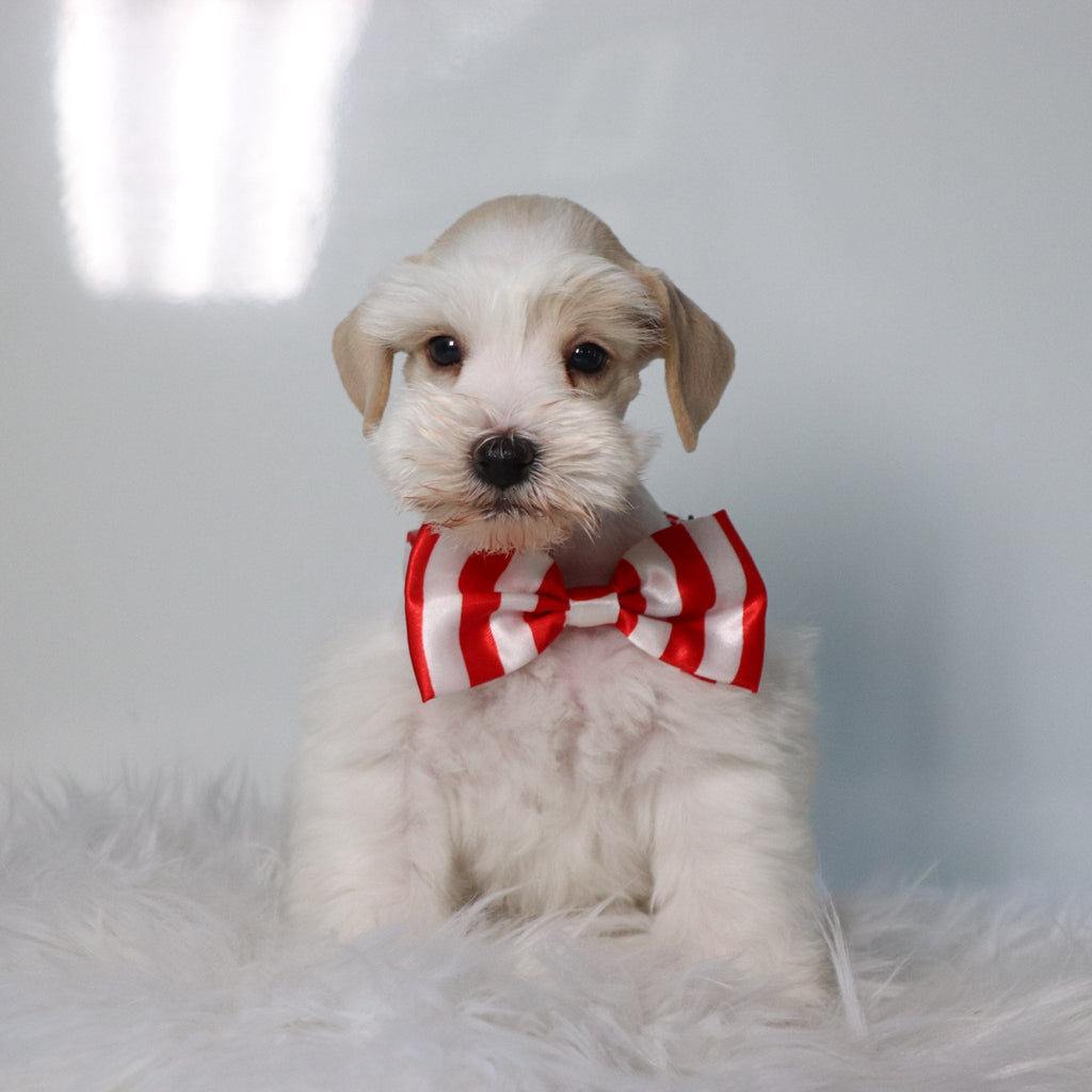 Asher - Available 4/30