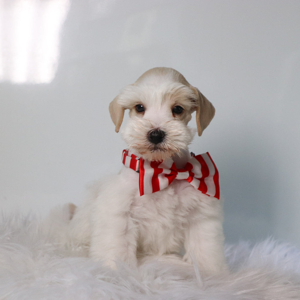 Asher - Available 4/30