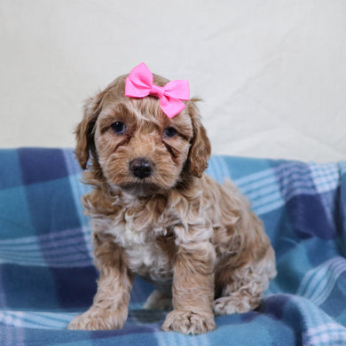 Asia - Available 1/22