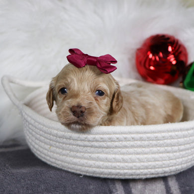 Asia - Available 1/21