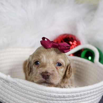 Asia - Available 1/21